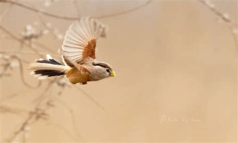 震旦鸦雀