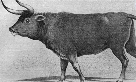 牛是如何进化过来的? 祖先长得还真像牛魔王, 一度曾占领欧亚大陆