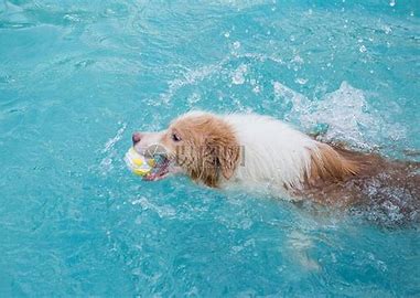 狗子玩水 的图像结果