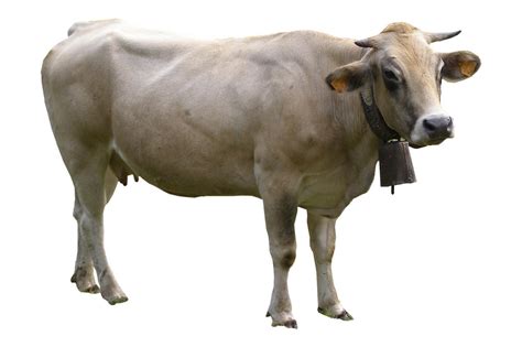 一头牛有多重-一头牛有多重,一头牛,有,多,重 - 早旭阅读
