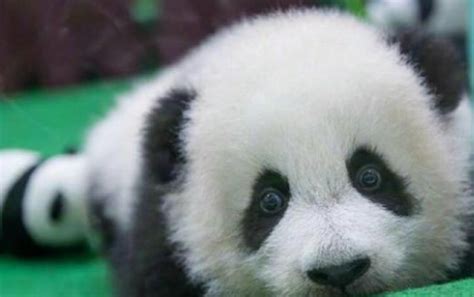 国宝大熊猫寿命多长（熊猫的平均寿命介绍） – 碳资讯