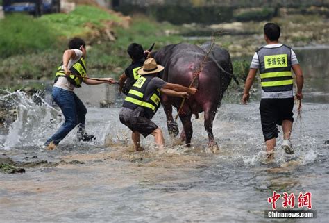 广西侗乡百年传统斗牛节吸引游客围观