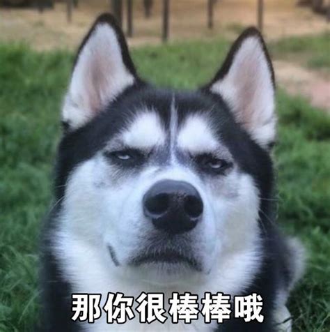 哈士奇沙雕头像图片