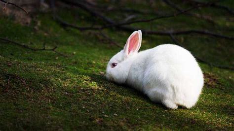兔子不吃窝边草后半句是什么-百度经验