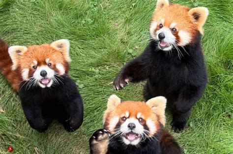 小熊猫和浣熊的区别（一篇文教你区分长得很像的浣熊和小熊猫） – 碳资讯