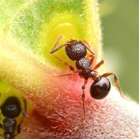 十大最值得养的蚂蚁,最养的15种蚂蚁,养蚂蚁推荐_大山谷图库