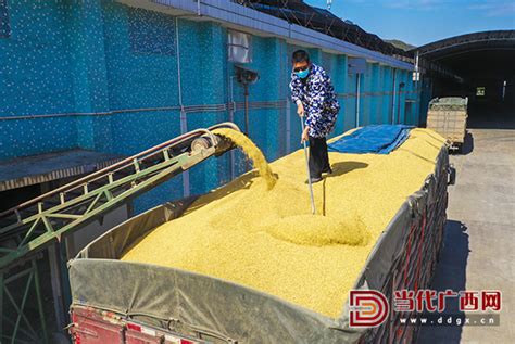 京山：国有粮库专项审计促进粮食安全政策落实--湖北省审计厅