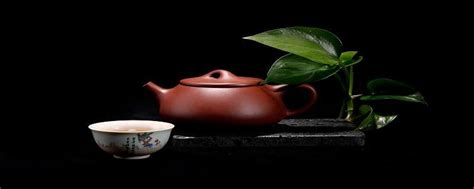 【普洱早课】普洱茶茶种与生长形态大全 - 51普洱茶网