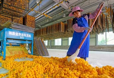 广西蒙山：小蚕共育助力蚕业发展-人民图片网