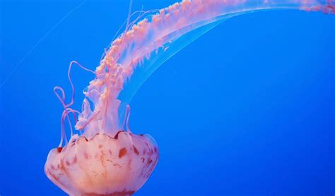 世界上最毒的水母十大排名 花笠水母上榜，箱水母排名第一_排行榜123网