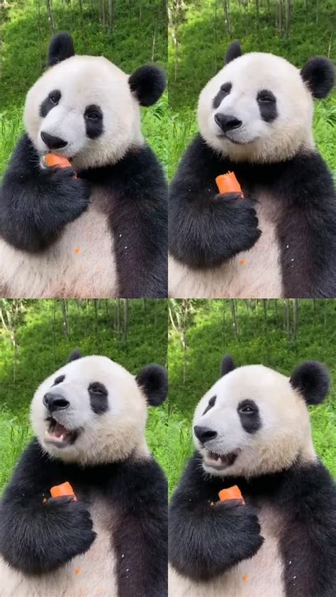 超可爱的熊猫头像,高清超萌适合做头像的熊猫图片_动物头像_头像屋