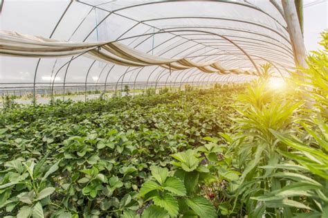 无人化植物工厂是现代农业升级重要方向 市场前景广阔_新思界-行业研究及投资分析报告综合提供商