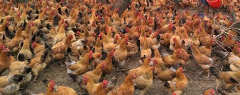 养鸡场里面的鸡群高清图片下载-正版图片600674609-摄图网