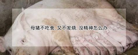 内三元猪和外三元猪有什么区别 —【发财农业网】