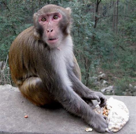 科学网—黔灵山的猴子 - 孟津的博文