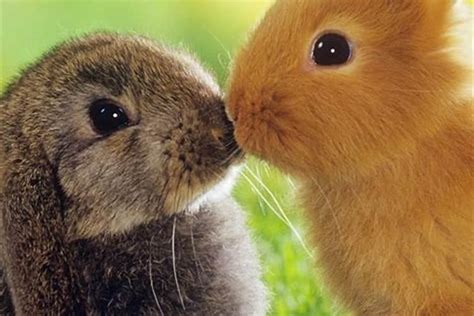 种兔的喂养应该如何管理，以及彩色长毛兔的选配繁殖，你知道多少|配对|食物|喂养_新浪新闻