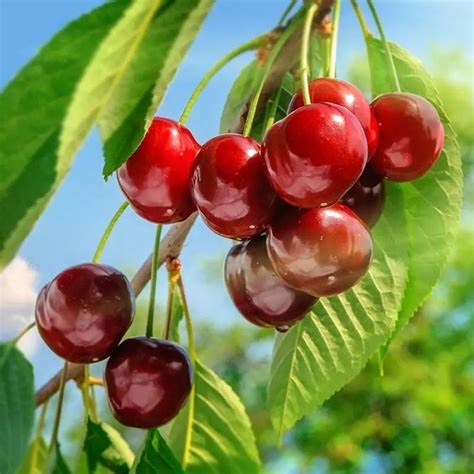 国内大力发展高品质樱桃种植 国产樱桃成为市场新宠 | 国际果蔬报道