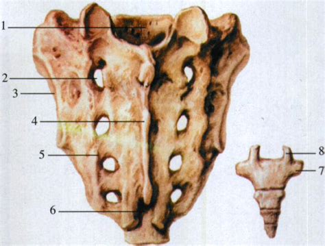 图1-23 男性骨盆(前面观)-妇产科临床解剖学-医学