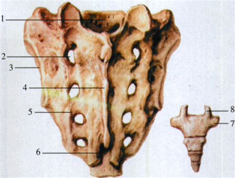 图9 骶骨与尾骨(后面观)-人体解剖学实验-医学