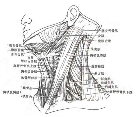 颈部解剖图图片