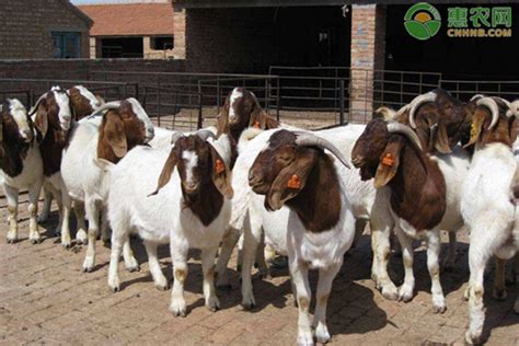 山羊美国白山羊养殖基地常年出售美国白山羊种苗市场价格 出售美国白山羊种苗市场价格-食品商务网