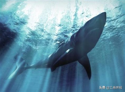 世界上最大的鲸鱼（十种体型最大的鲸鱼）_玉环网