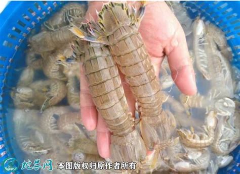 十大最好吃的虾品种 - 惠农网