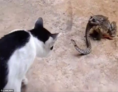 农村老家的猫，夏天会捕蛇吃，猫真的不怕蛇吗？|猫|无毒蛇|家猫_新浪新闻