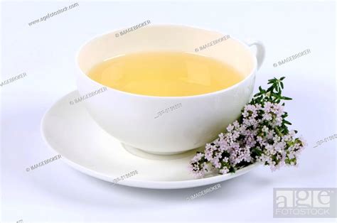 Cup large thyme tea (Thymus pulegioides), Stock Photo, Picture And ...