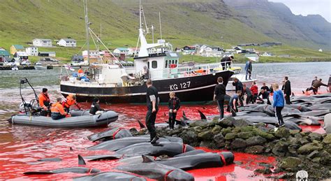 法罗群岛数百鲸鱼海豚被捕杀 血染海湾-新闻中心-中国宁波网
