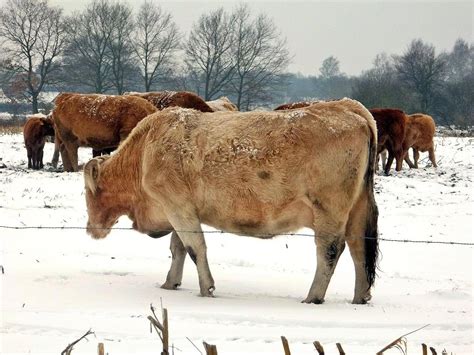 冬天牧场雪地上的牛图片-千叶网