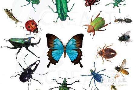 昆虫纲进化关系图_word文档在线阅读与下载_免费文档