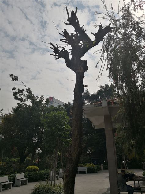 2024华南农业大学-树木园游玩攻略,...树上都写上来树的名字，树...【去哪儿攻略】