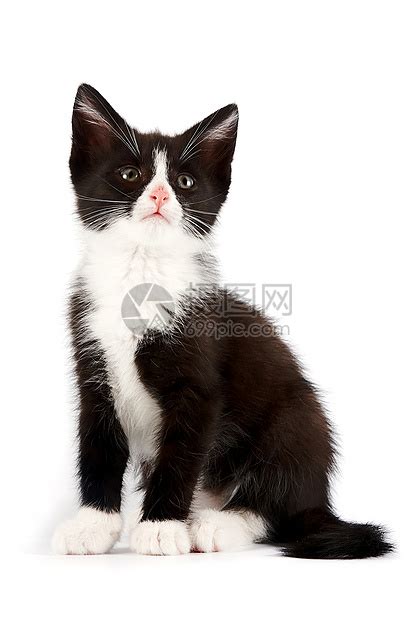 在窗口前的黑白猫家庭可爱猫肖高清图片下载-正版图片505450965-摄图网