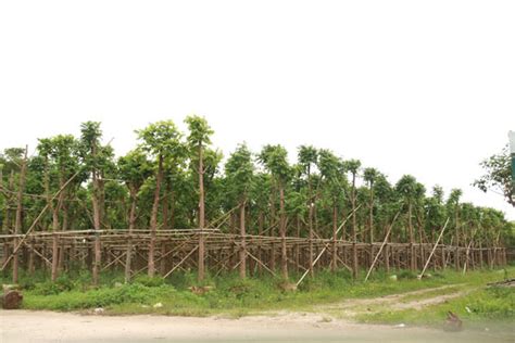 12月绿化苗木养护工作重点-种植技术-中国花木网