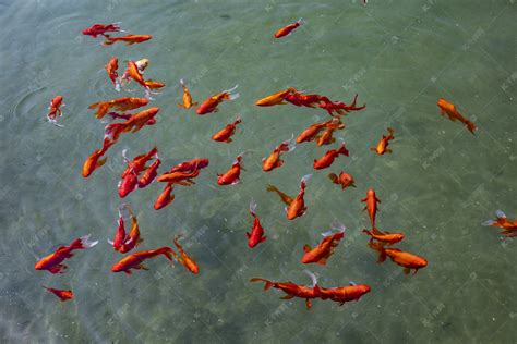 水中悠然戏水红色小鱼摄影图高清摄影大图-千库网