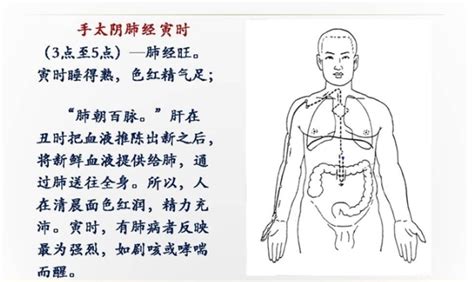 手太阴肺经经络图图片 手太阴肺经经络图图片