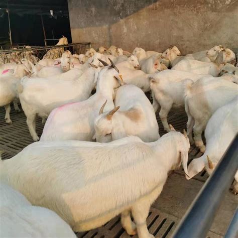 [山羊批发]纯种波尔山羊，波尔山羊种羊，怀孕羊，羊羔价格650元/只 - 惠农网