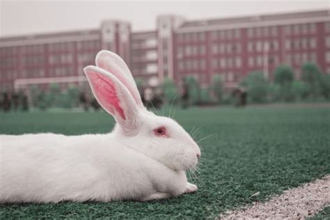 2023年属兔人专属的萌萌哒小兔子头像图片大全可爱_配图网