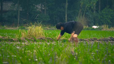 4k农民种植水稻mp4格式视频下载_正版视频编号180044-摄图网