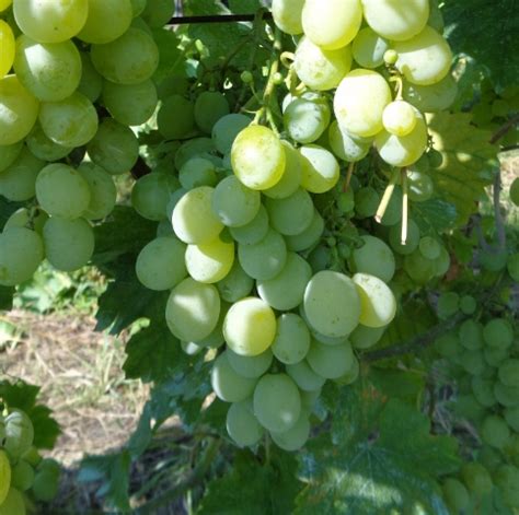 国际知名的12大葡萄品种