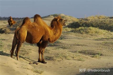国内哪里有卖骆驼的 双峰骆驼多少钱一头 羊驼多少钱一只 萌宠-阿里巴巴
