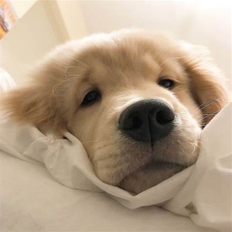 非主流造型狗头像