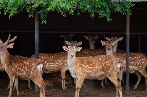 万头鹿养殖基地与鹿产品深加工项目可行性研究报告 - 知乎