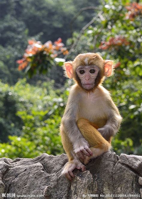 小猴子摄影图__野生动物_生物世界_摄影图库_昵图网nipic.com
