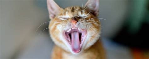 猫咪呼噜声代表什么（猫的呼噜声从哪里发出来的） - 胖萌舍宠物网