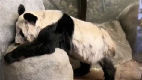 旅美大熊猫即将回国，为什么国人一片欢呼？它们在美国过得不好吗 - 知乎