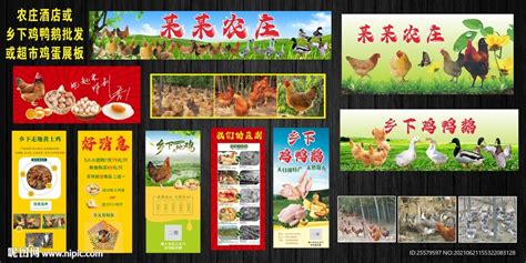 这些非法私宰的鸡鸭 静悄悄流入农贸市场-新闻中心-温州网