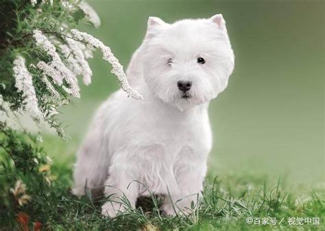 白色的狗有哪些？十大白色狗狗品种！又可爱又好看~喜欢吗？|白色|银狐犬|京巴狗_新浪新闻