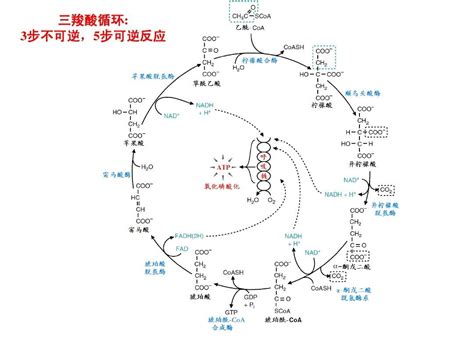 两个乙醛羟醛缩合反应方程式 - 知晓星球